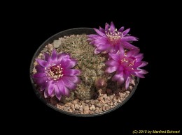 Sulcorebutia spec. 3335